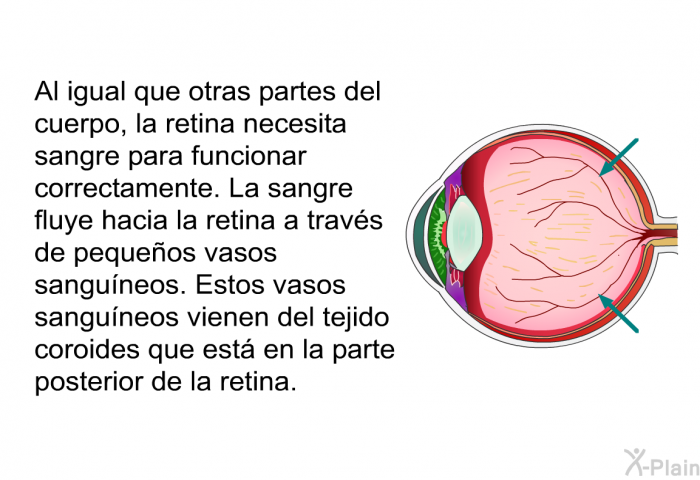 Al igual que otras partes del cuerpo, la retina necesita sangre para funcionar correctamente. La sangre fluye hacia la retina a travs de pequeos vasos sanguneos. Estos vasos sanguneos vienen del tejido coroides que est en la parte posterior de la retina.