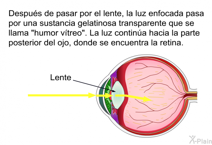 Despus de pasar por el lente, la luz enfocada pasa por una sustancia gelatinosa transparente que se llama “humor vtreo”. La luz contina hacia la parte posterior del ojo, donde se encuentra la retina.