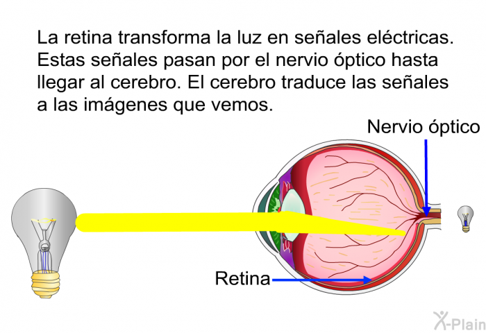 La retina transforma la luz en seales elctricas. Estas seales pasan por el nervio ptico hasta llegar al cerebro. El cerebro traduce las seales a las imgenes que vemos.