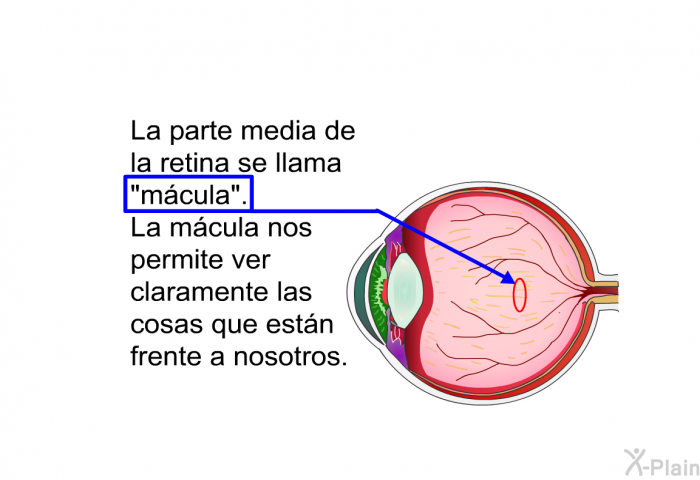 La parte media de la retina se llama “mcula”. La mcula nos permite ver claramente las cosas que estn frente a nosotros.