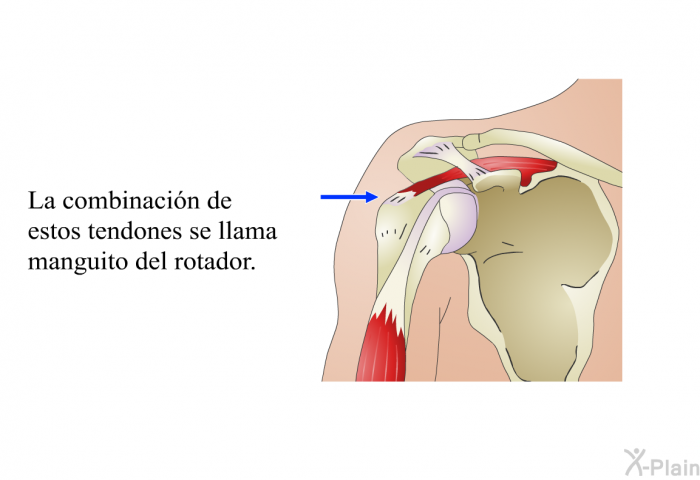 La combinacin de estos tendones se llama manguito del rotador.