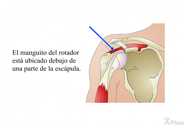 El manguito del rotador est ubicado debajo de una parte de la escpula.