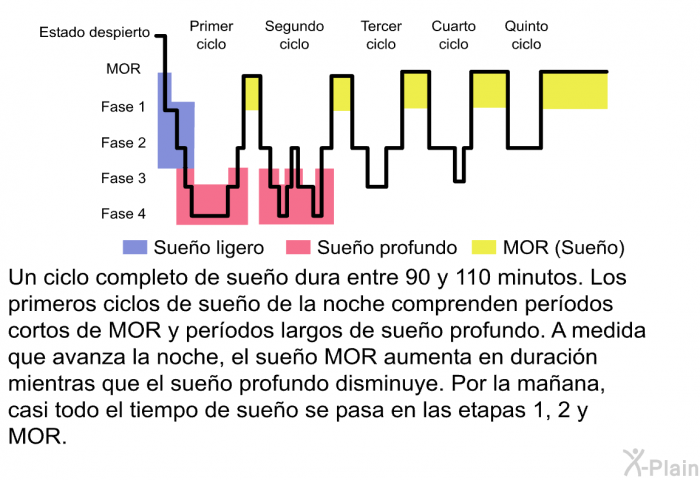 Un ciclo completo de sueo dura entre 90 y 110 minutos. Los primeros ciclos de sueo de la noche comprenden perodos cortos de MOR y perodos largos de sueo profundo. A medida que avanza la noche, el sueo MOR aumenta en duracin mientras que el sueo profundo disminuye. Por la maana, casi todo el tiempo de sueo se pasa en las etapas 1, 2 y MOR.