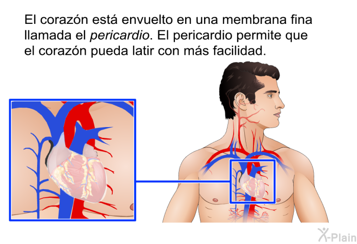 El corazn est envuelto en una membrana fina llamada el <I>pericardio</I>. El pericardio permite que el corazn pueda latir con ms facilidad.