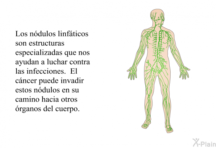 Los <I>ndulos linfticos</I> son estructuras especializadas que nos ayudan a luchar contra las infecciones. El cncer puede invadir estos ndulos en su camino hacia otros rganos del cuerpo.