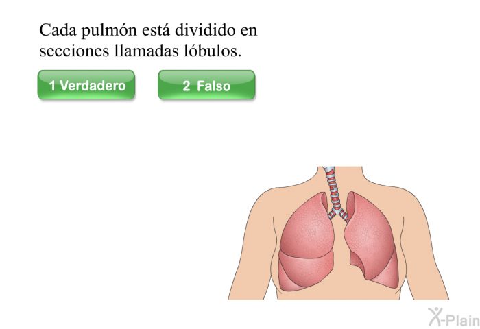 Cada pulmn est dividido en secciones llamadas lbulos.