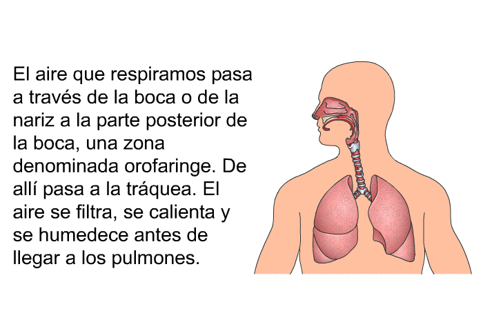 El aire que respiramos pasa a travs de la boca o de la nariz a la parte posterior de la boca, una zona denominada orofaringe. De all pasa a la trquea. El aire se filtra, se calienta y se humedece antes de llegar a los pulmones.