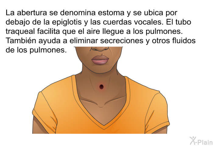 La abertura se denomina estoma y se ubica por debajo de la epiglotis y las cuerdas vocales. El tubo traqueal facilita que el aire llegue a los pulmones. Tambin ayuda a eliminar secreciones y otros fluidos de los pulmones.