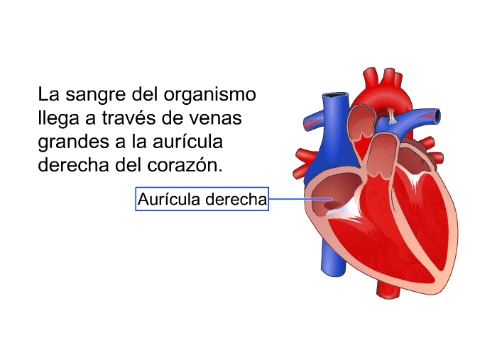 La sangre del organismo llega a travs de venas grandes a la aurcula derecha del corazn.