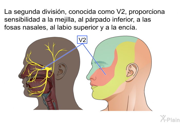 La segunda divisin, conocida como V2, proporciona sensibilidad a la mejilla, al prpado inferior, a las fosas nasales, al labio superior y a la enca.