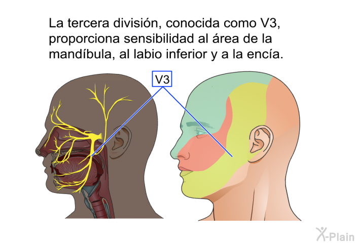 La tercera divisin, conocida como V3, proporciona sensibilidad al rea de la mandbula, al labio inferior y a la enca.