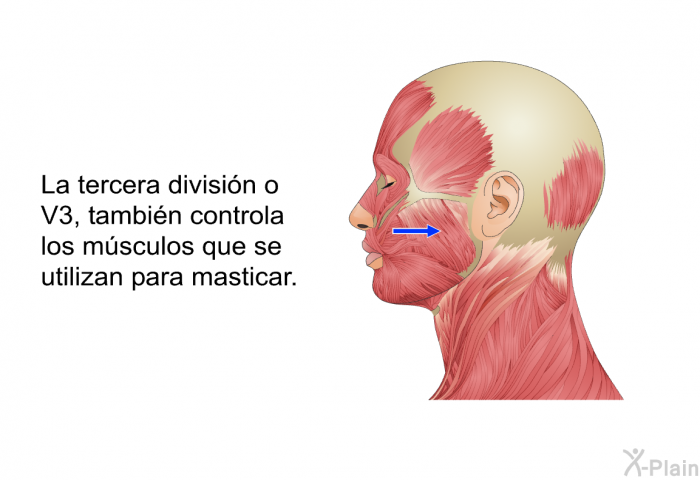 La tercera divisin o V3, tambin controla los msculos que se utilizan para masticar.