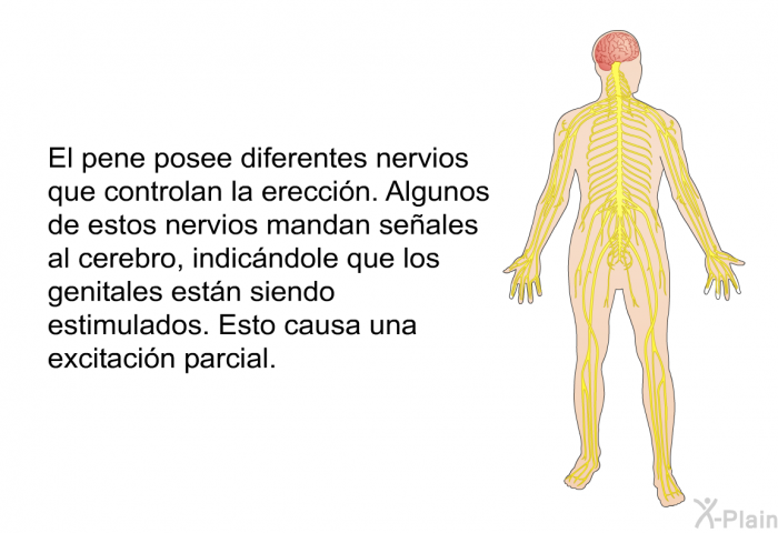 El pene posee diferentes nervios que controlan la ereccin. Algunos de estos nervios mandan seales al cerebro, indicndole que los genitales estn siendo estimulados. Esto causa una excitacin parcial.