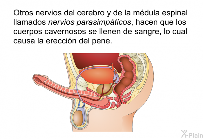 Otros nervios del cerebro y de la mdula espinal llamados <I>nervios</I> <I>parasimpticos</I>, hacen que los cuerpos cavernosos se llenen de sangre, lo cual causa la ereccin del pene.