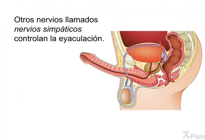 Otros nervios llamados nervios <I>simpticos</I> controlan la eyaculacin.