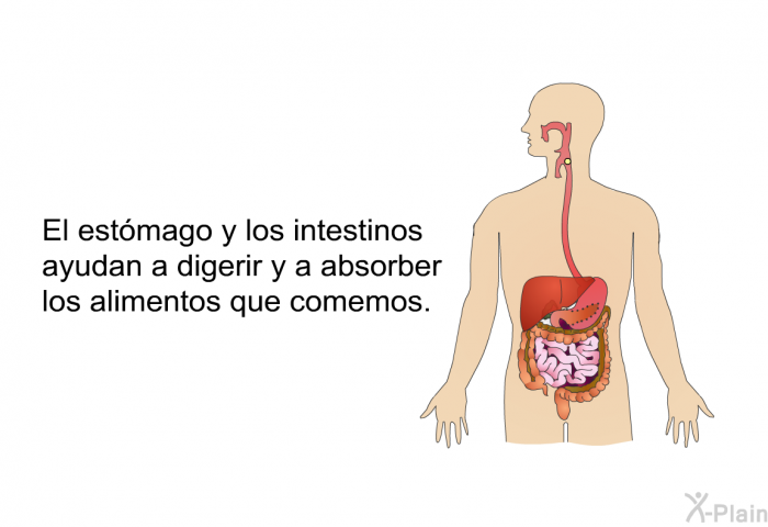 El estmago y los intestinos ayudan a digerir y a absorber los alimentos que comemos.
