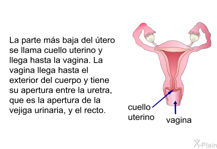 La parte ms baja del tero se llama cuello uterino y llega hasta la vagina. La vagina llega hasta el exterior del cuerpo y tiene su apertura entre la uretra, que es la apertura de la vejiga urinaria, y el recto.