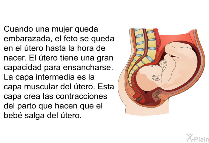 Cuando una mujer queda embarazada, el feto se queda en el tero hasta la hora de nacer. El tero tiene una gran capacidad para ensancharse. La capa intermedia es la capa muscular del tero. Esta capa crea las contracciones del parto que hacen que el beb salga del tero.