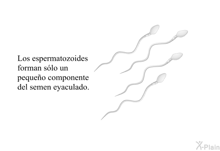 Los espermatozoides forman slo un pequeo componente del semen eyaculado.