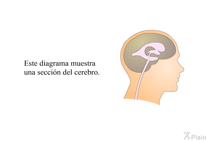 Este diagrama muestra una seccin del cerebro.