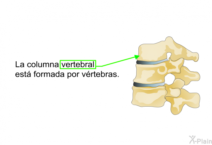 La columna vertebral est formada por vrtebras.