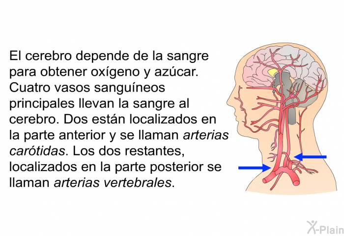 El cerebro depende de la sangre para obtener oxgeno y azcar. Cuatro vasos sanguneos principales llevan la sangre al cerebro. Dos estn localizados en la parte anterior y se llaman <I>arterias cartidas</I>. Los dos restantes, localizados en la parte posterior se llaman <I>arterias vertebrales</I>.